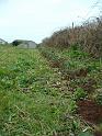 Planting Trees 018